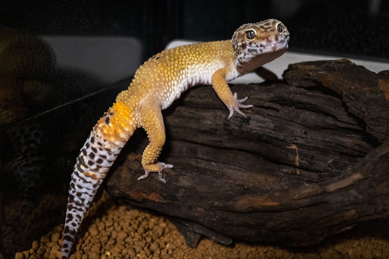 我が家のペット：レオパードゲッコー